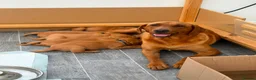Labrador Retriever dogs for sale: Stunning Fox Red Working Labrador Retriever  in Bolton - Advert 22