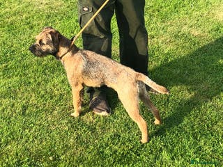 Border Terrier dogs Del boy at stud .slem clear in Lockerbie - Advert 2