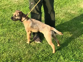 Border Terrier dogs Del boy at stud .slem clear in Lockerbie - Advert 22