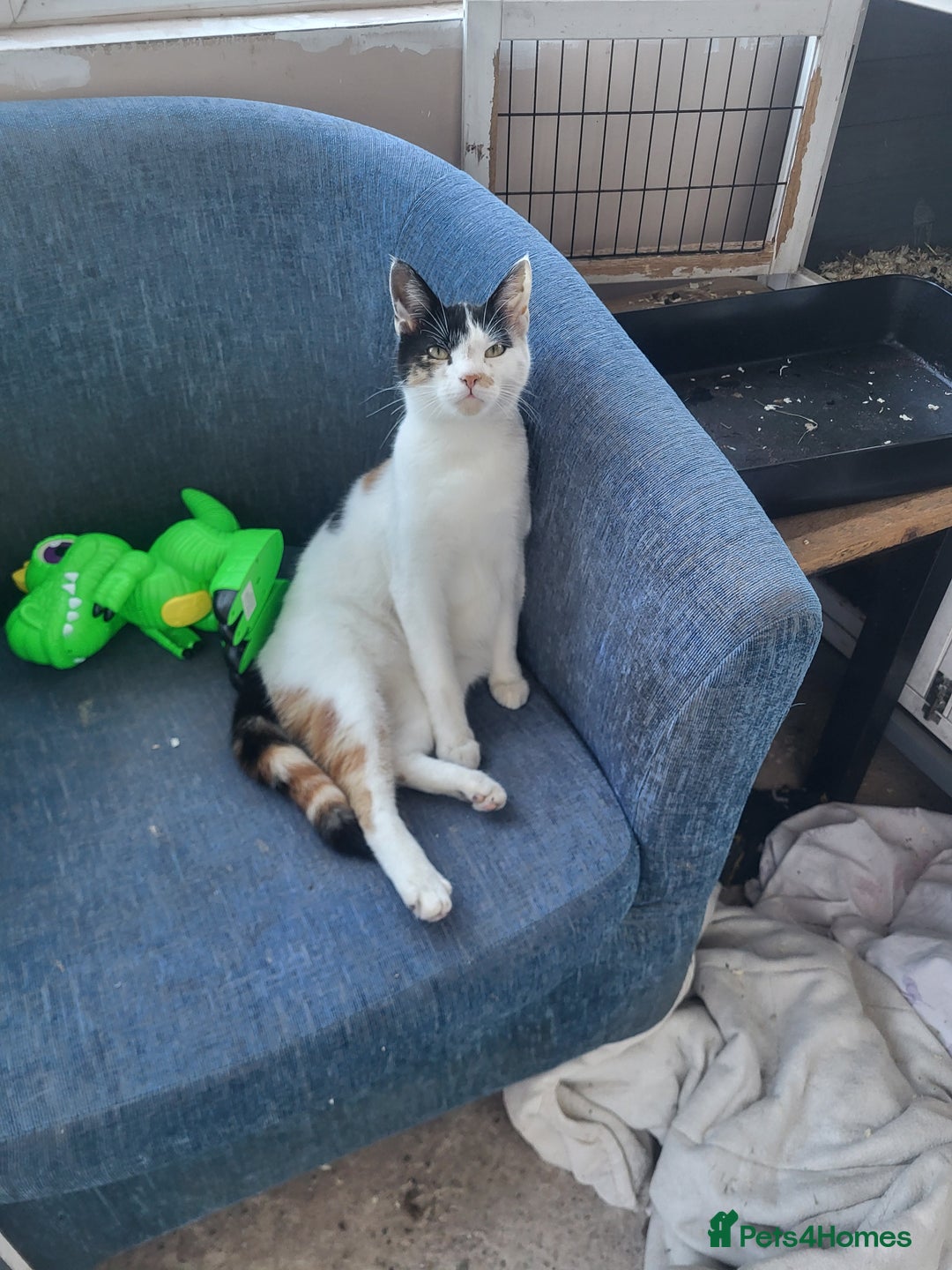 Mixed Breed cats for sale: Female cat  - Advert 1