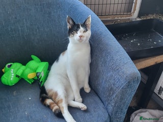 Mixed Breed cats Female cat - Advert 2