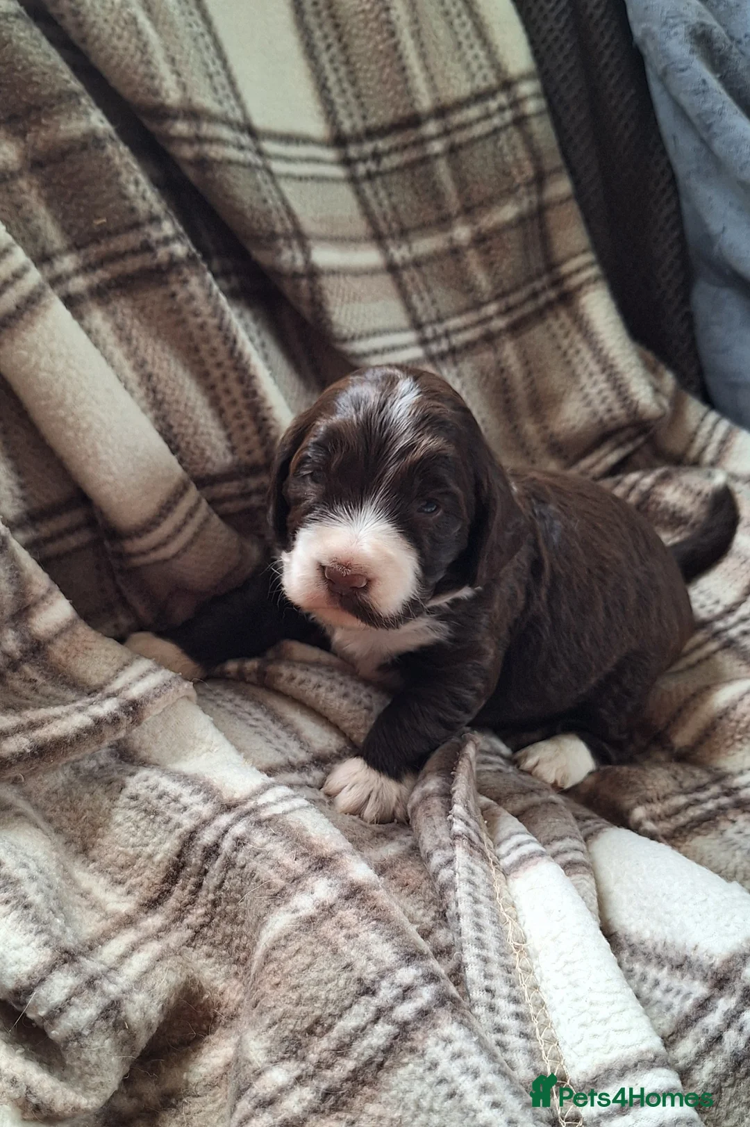 Cockapoo dogs for sale: Gorgeous litter of F1 Cockapoo pups  - Advert 2