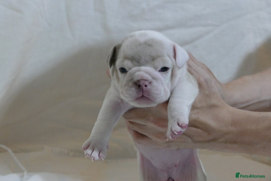 English Bulldog dogs for sale: 7 gorgeous mr muscles puppies looking for a home  - Image 6