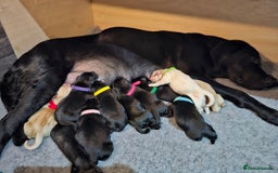 Labrador Retriever dogs for sale: KC reg Labrador puppies – Black and Yellow  - Image 3