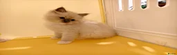 Ragdoll cats for sale: Loving Mitted Kittens – Ready for Homes - Advert 15