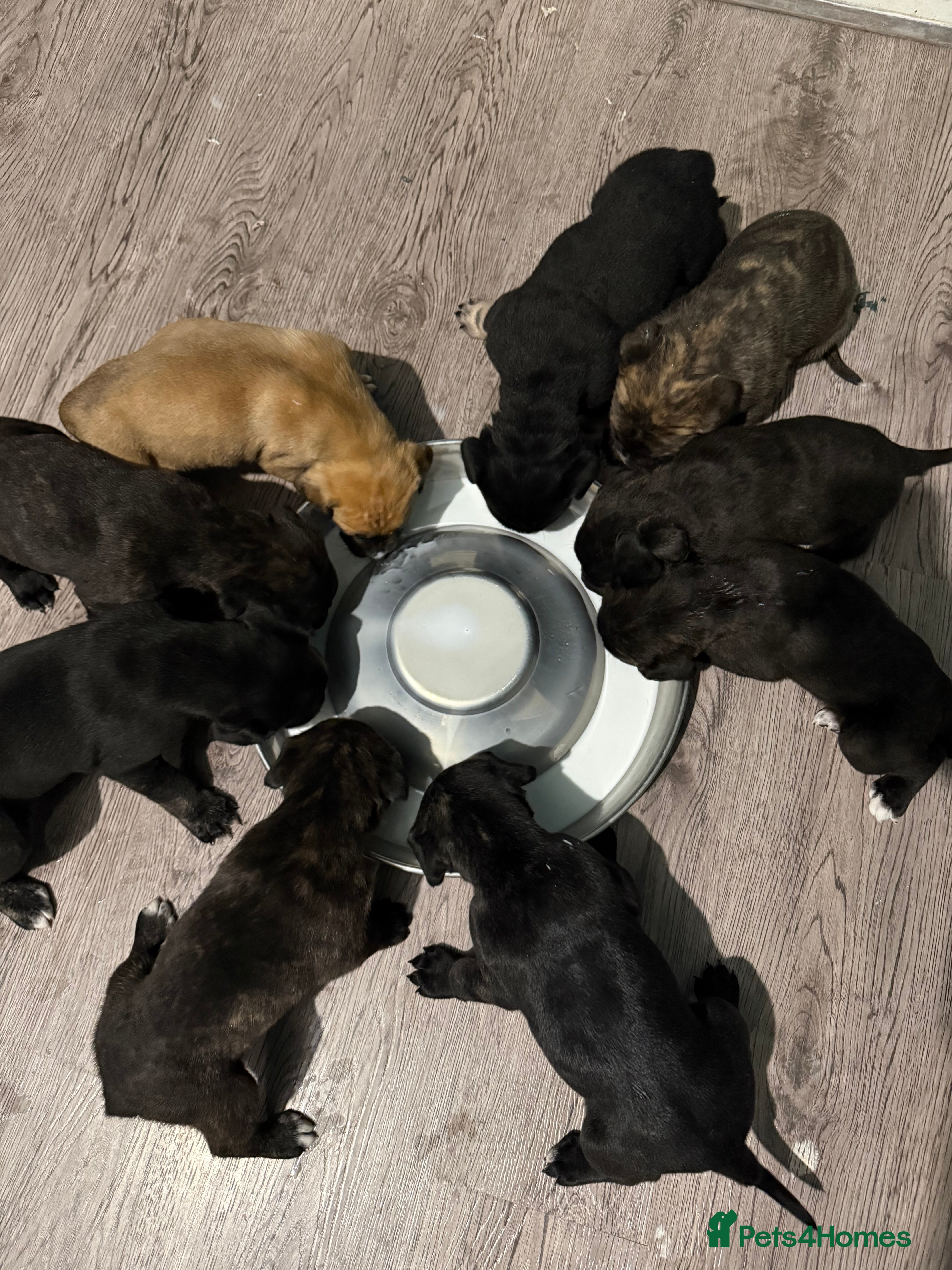 Presa Canario dogs Pure presa Canario puppies for sale  - Advert 7