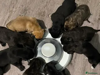 Presa Canario dogs Pure presa Canario puppies for sale - Advert 7