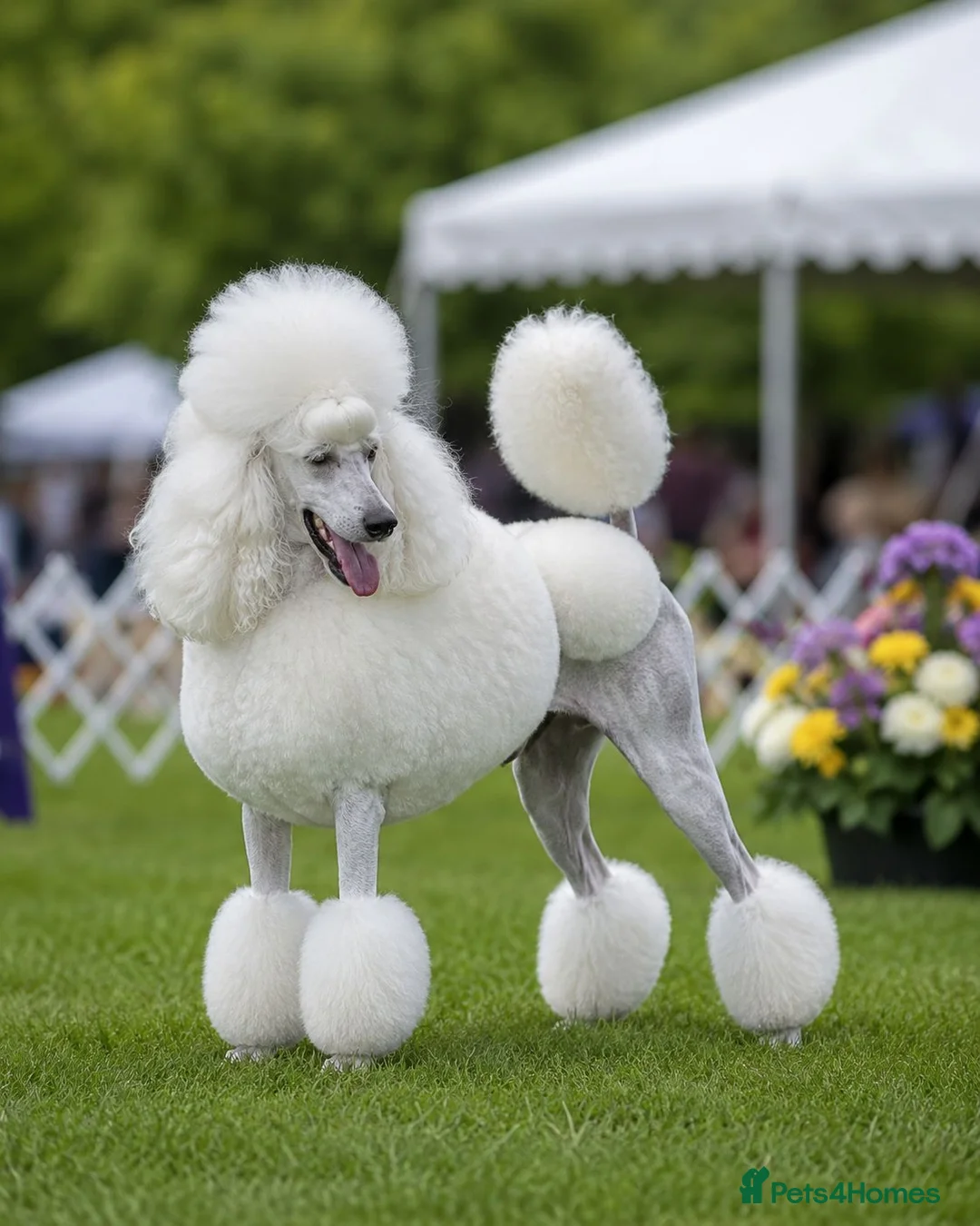 Standard Poodle dogs for sale: 🥇 White KC Standard Poodle Puppies – Ready Now ✨ - Advert 1