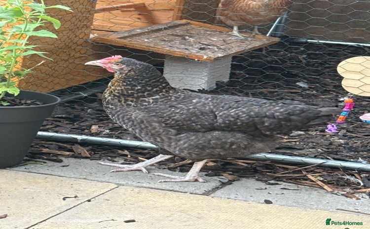 Chickens poultry - Advert 2