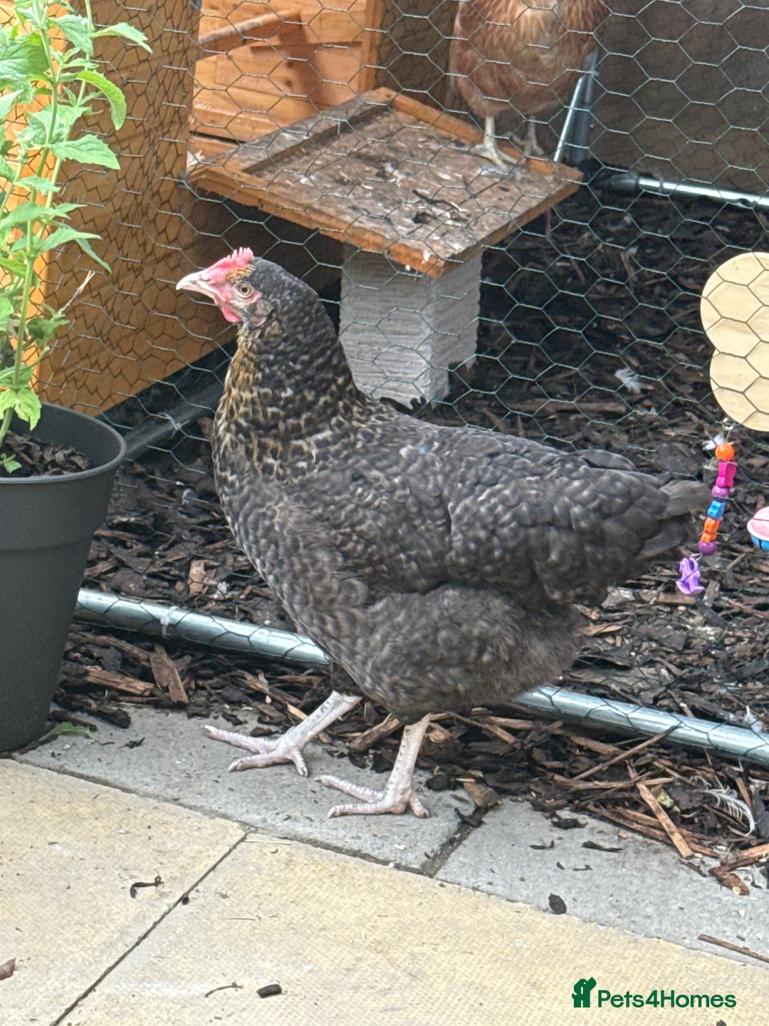 Chickens poultry for sale: Young Laying Hen for Sale 🐓🥚 - Image 1