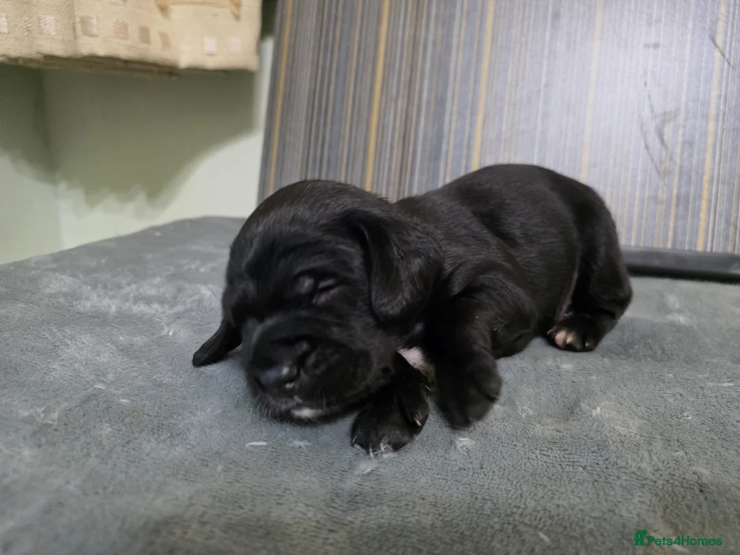 Mixed Breed dogs for sale: Cockalier (King Charles Spaniel) X Dachshund Cross - Advert 5