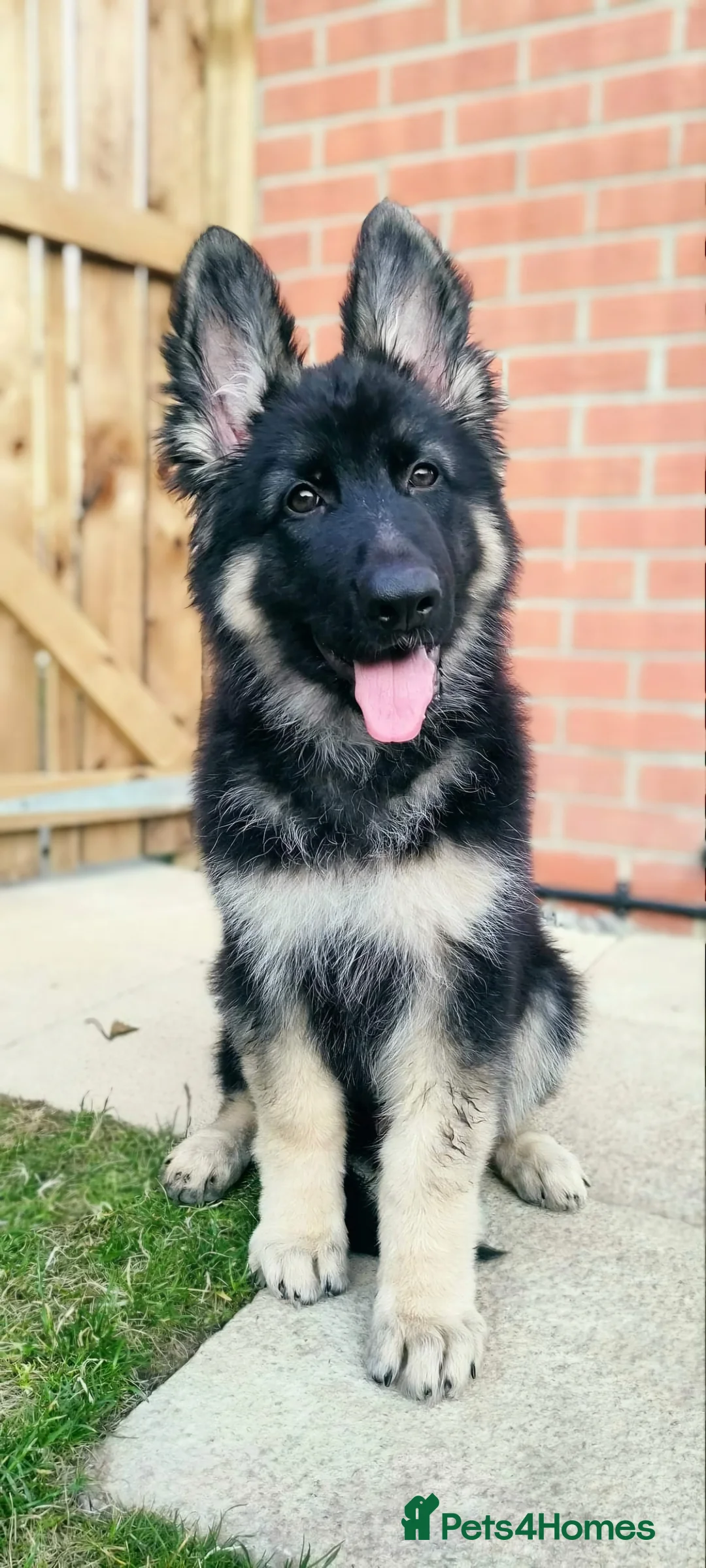 German Shepherd dogs for stud: Chunky GSD male for stud  in Redcar - Advert 13