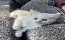 Domestic Shorthair cats for sale: Beautiful kittens  - Image 4