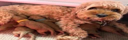 Cavapoo dogs for sale: F1b Cavapoos 🐾 - Advert 24