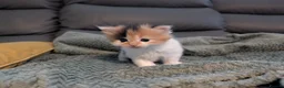 Mixed Breed cats for sale: Adorable kittens looking for forever home  in Pershore - Advert 35