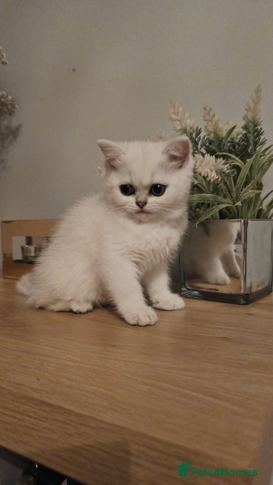 British Shorthair cats for sale: Girl british shorthair silver shadded - Advert 6