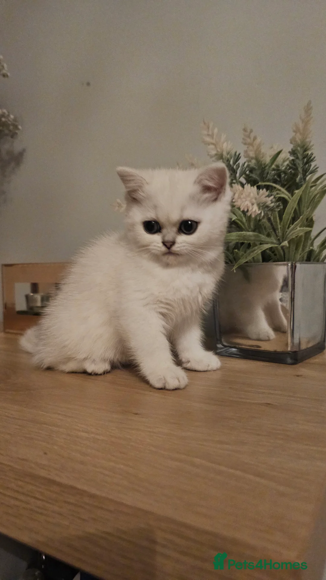British Shorthair cats for sale: Girl british shorthair silver shadded - Advert 6