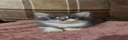 Mixed Breed cats for sale: 3 beautiful male kittens (dad is Persian)  - Advert 6