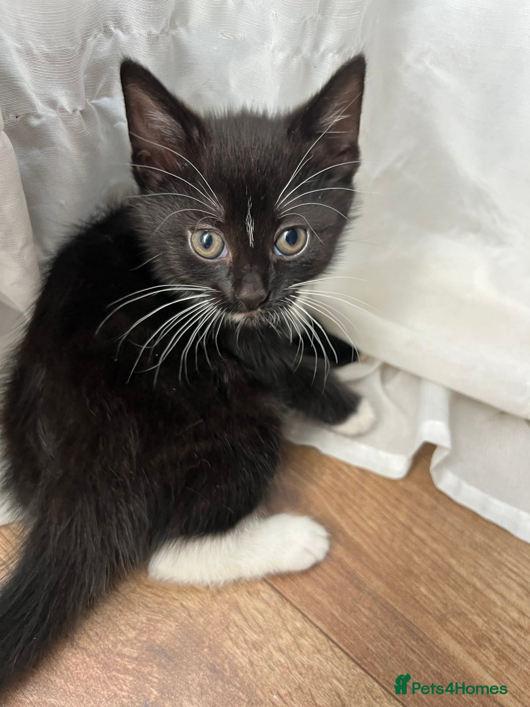Mixed Breed cats for sale: GORGEOUS BOYS NEEDING HOMES - Image 4