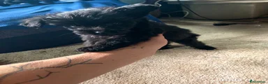 Cockapoo 2