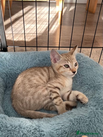 Tonkinese cats - Advert 1