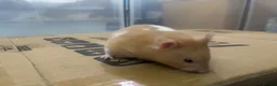 Hamster rodents for sale: Piku - Cute, young, playful healthy hamster - Advert 4