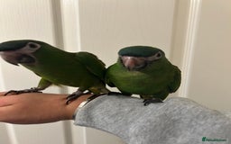 Parrots birds for sale: Hand Reared Baby Hahns Macaws  - Image 5