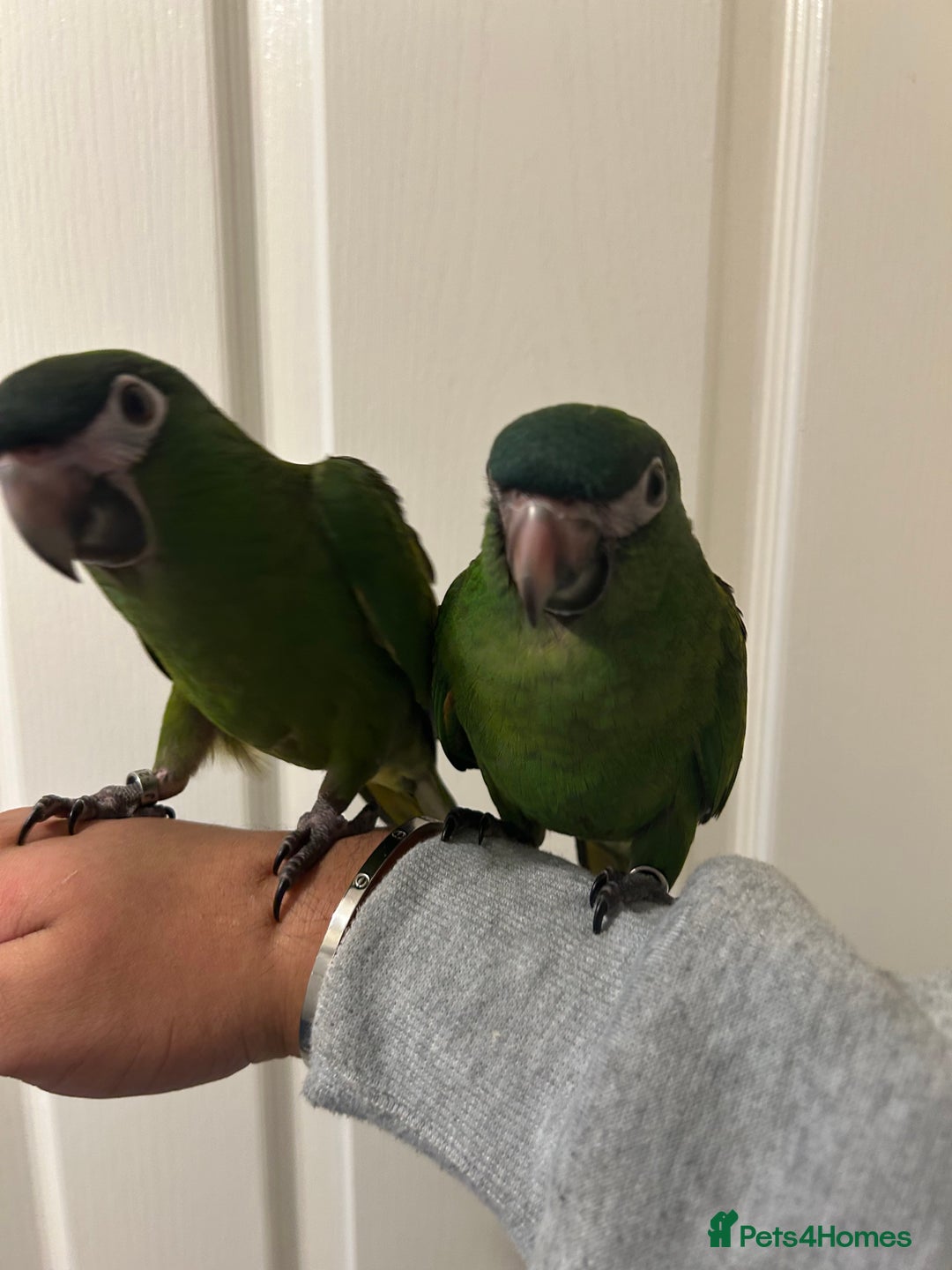 Parrots birds for sale: Hand Reared Baby Hahns Macaws  - Image 5