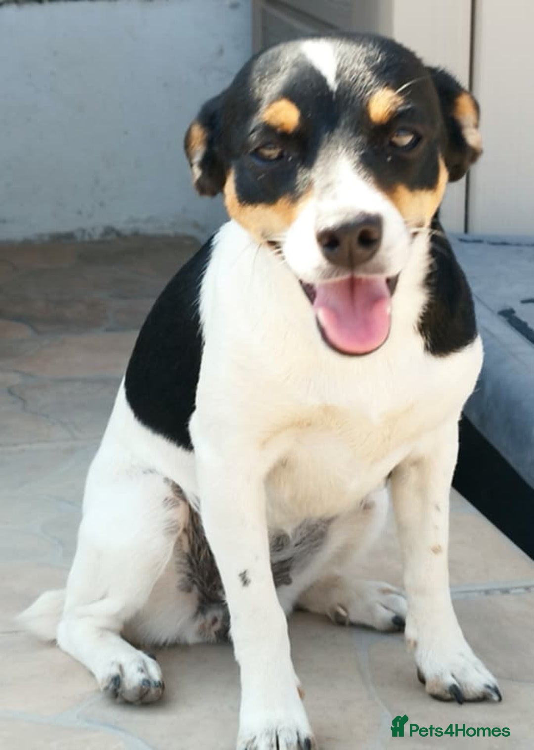 Jack Russell dogs for adoption: Viivi,a lively little soul needs forever home - Image 6