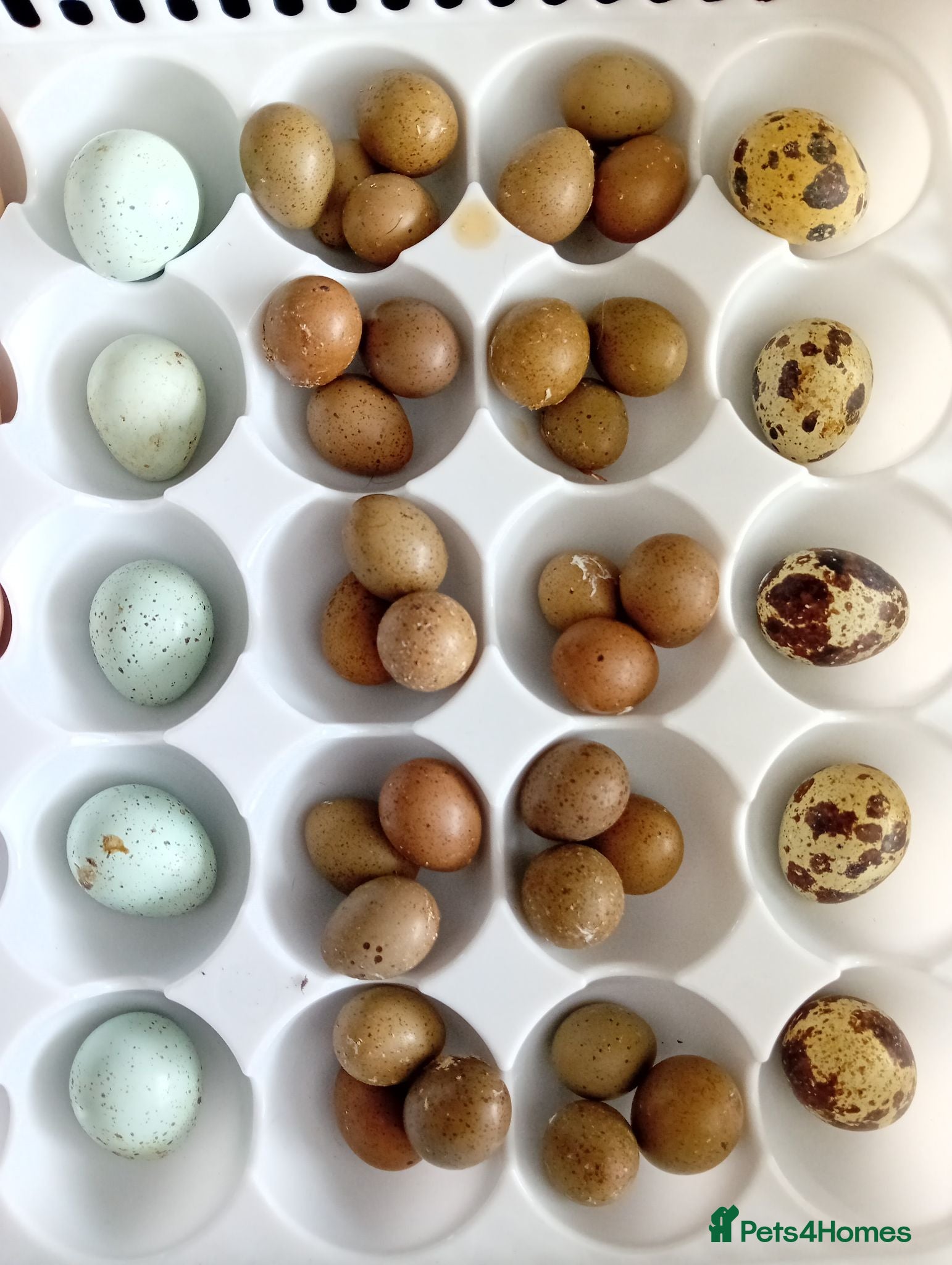 Quail poultry Hatching Eggs Available - Advert 15