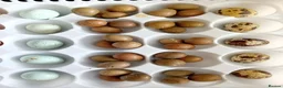 Quail poultry for sale: Hatching Eggs Available - Advert 1
