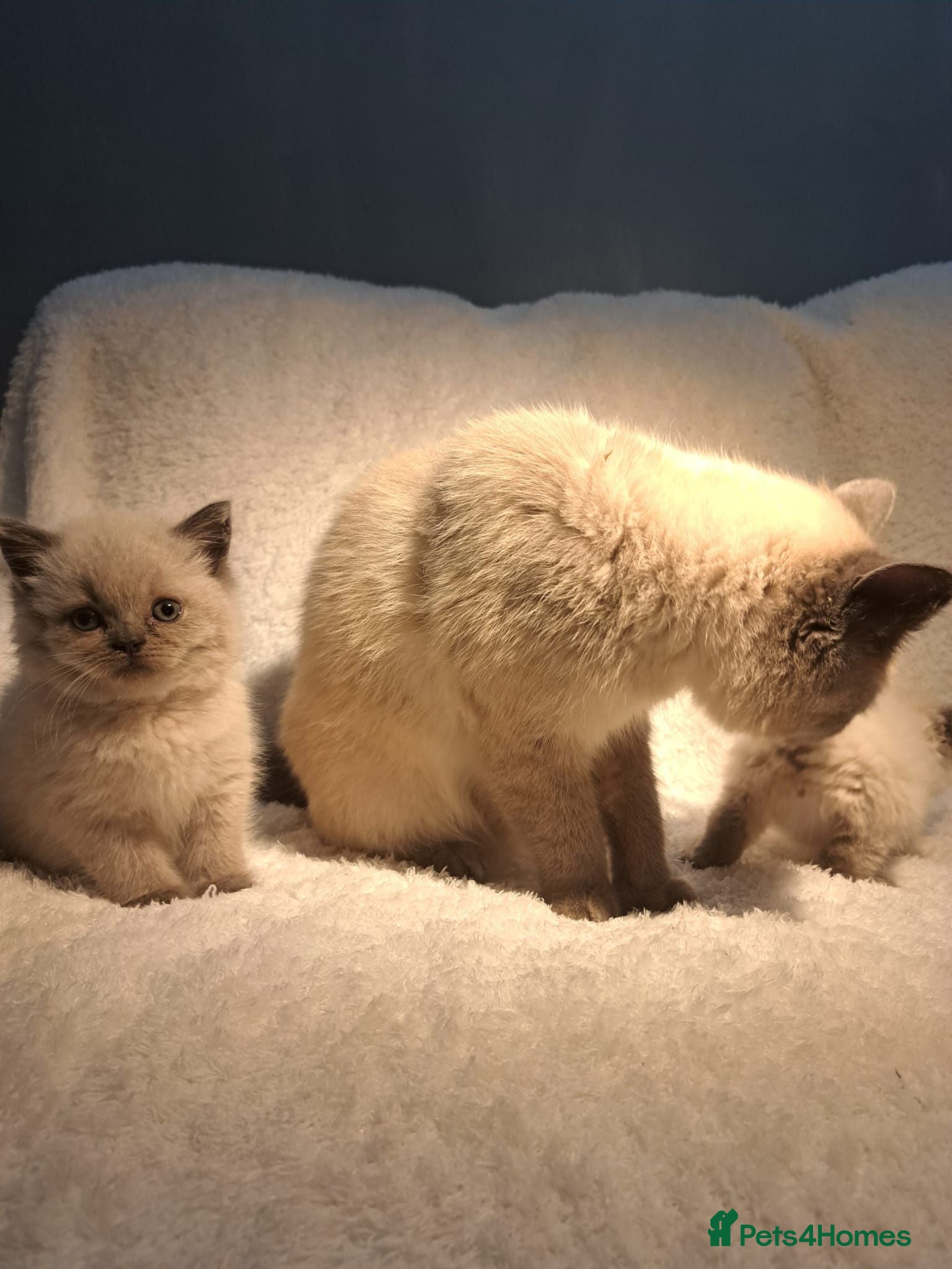 British Shorthair cats 🐾Stunning British Short-Hair kittens for sale🐾 - Advert 1