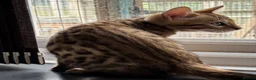Bengal cats for sale: Pedigree SBT Male Bengal kitten - Advert 6