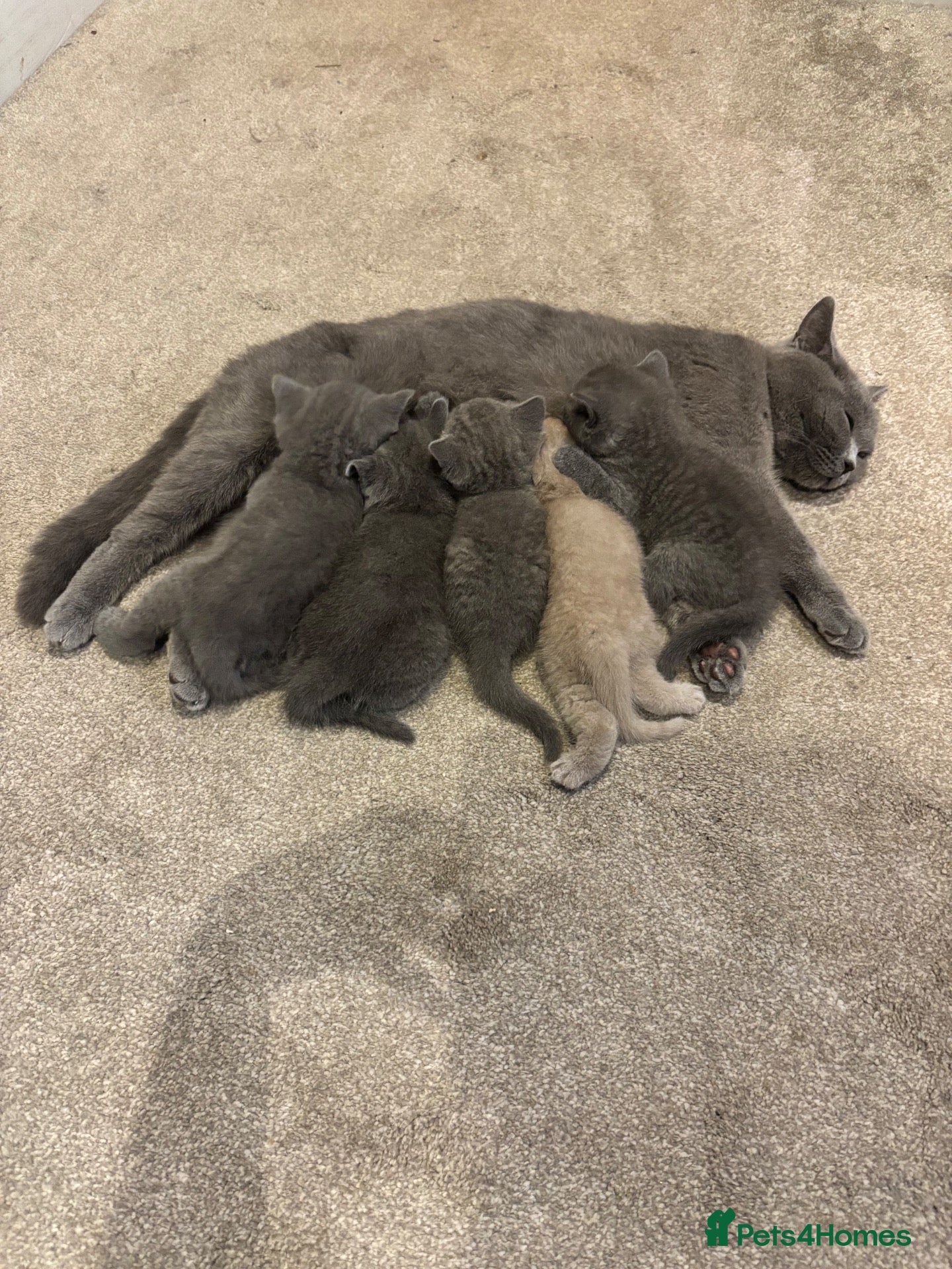 British Shorthair cats British Blue Shorthair GCCF Pedigree Registered  - Advert 1