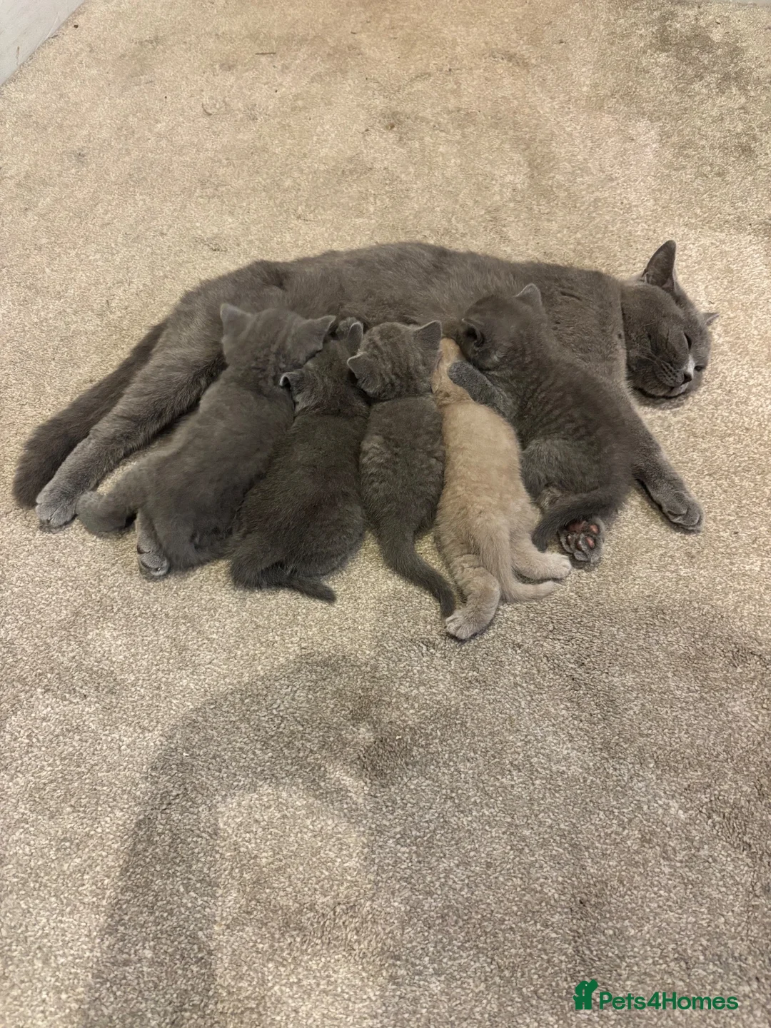 British Shorthair cats for sale: British Blue Shorthair GCCF Pedigree Registered  - Advert 1