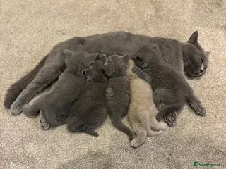 British Shorthair cats British Blue Shorthair GCCF Pedigree Registered - Advert 1