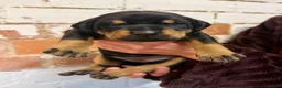 Dobermann dogs for sale: Exceptional Doberman X Doberman/rottwiler  - Advert 12