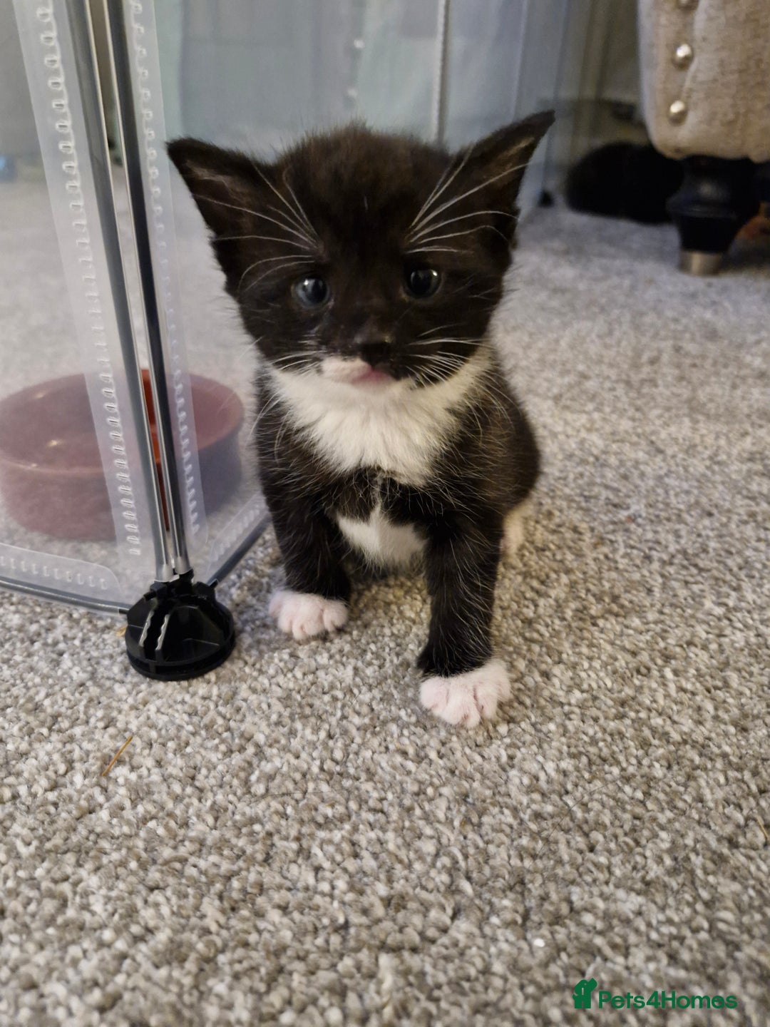Domestic Shorthair cats for sale: Domestic shorthair/medium hair kittens - Image 2