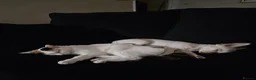 Chihuahua dogs for sale: 4 month little girl - Advert 9