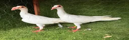 Pigeons birds for sale: Beautiful Quality Pigeons Healthy & Well Cared For - Advert 15