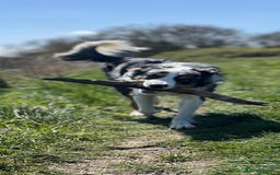 Border Collie dogs for stud: Stud Dog Available – Poe - Image 13