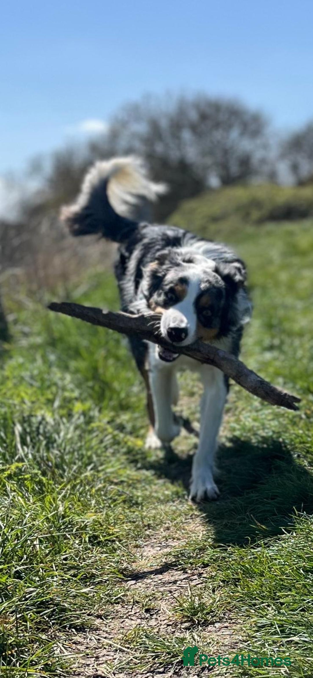 Border Collie dogs for stud: Stud Dog Available – Poe - Image 13