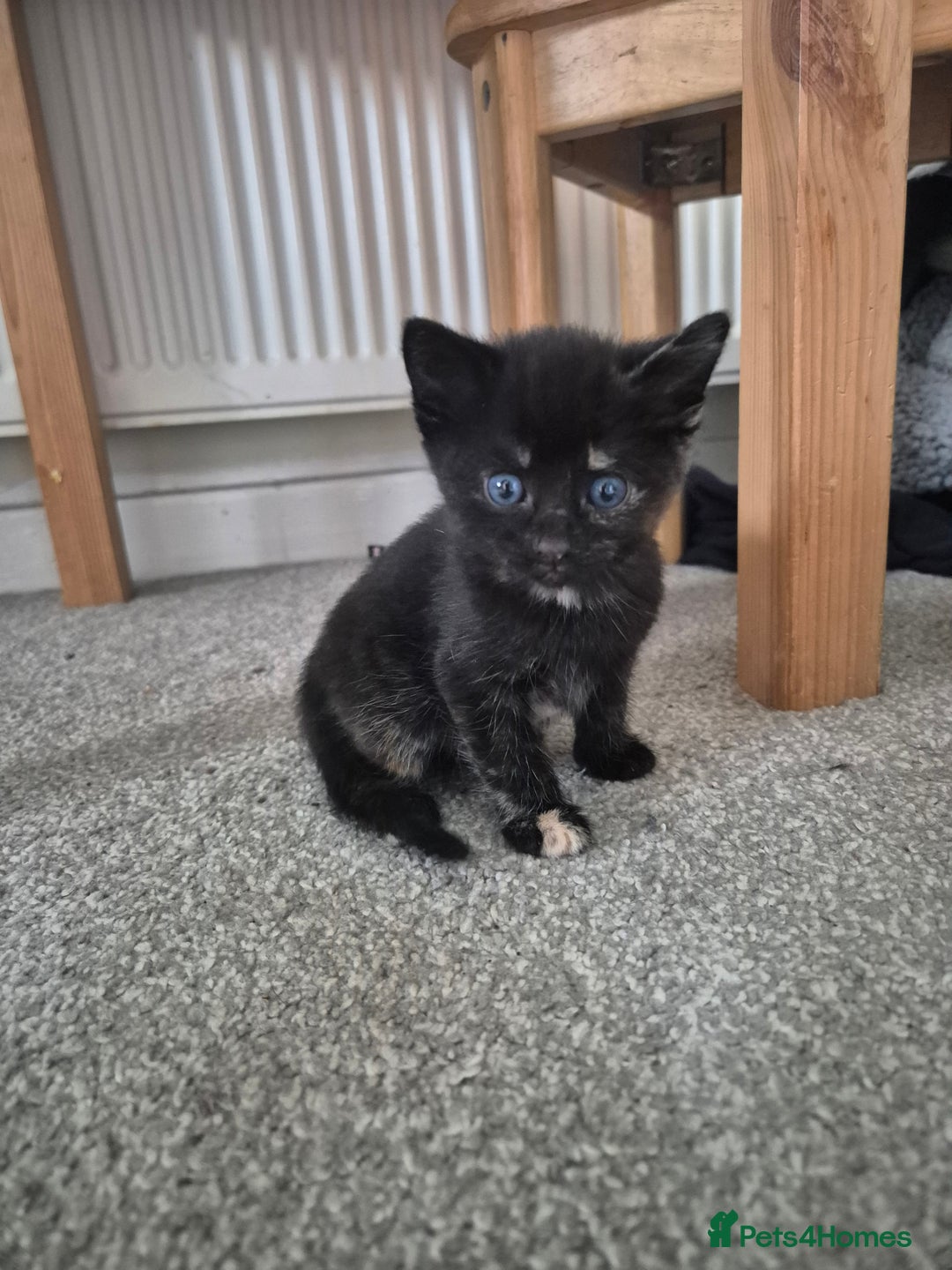 Domestic Shorthair cats for sale: Kittens - Image 9