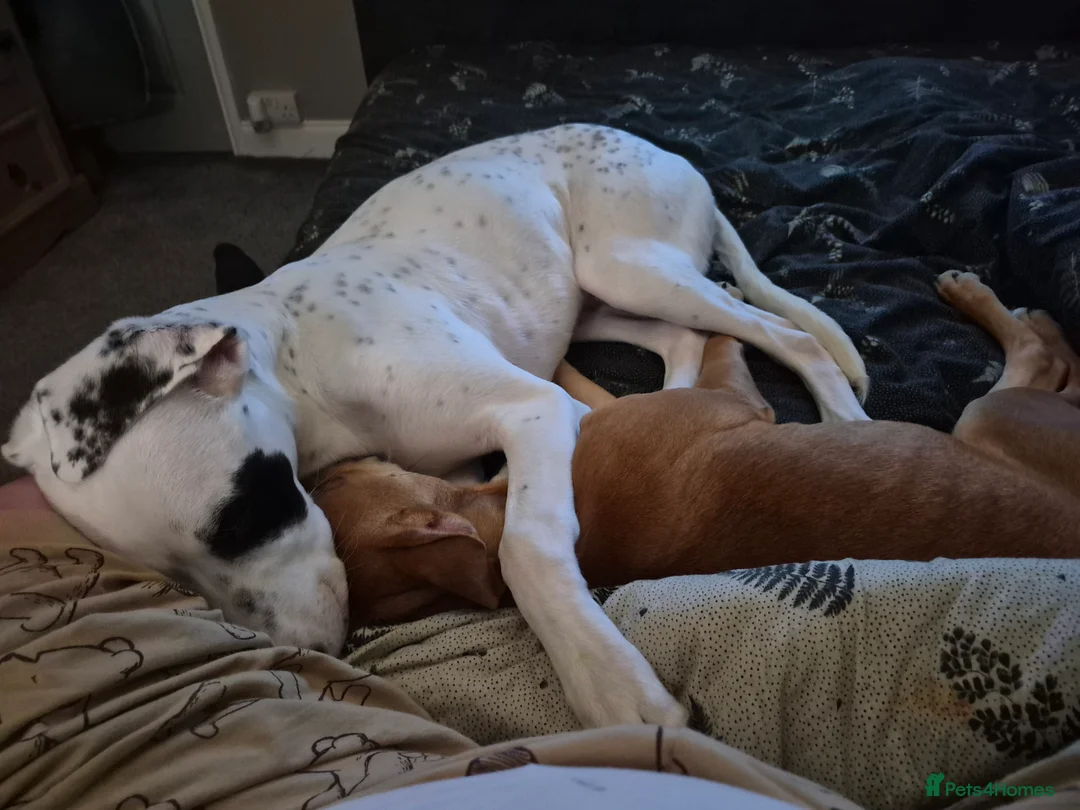 Mixed Breed dogs for sale: Pickett lurcher x bull male 8 month in Pickering - Advert 5