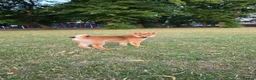 Japanese Shiba Inu dogs for sale: Shiba inu in Goole - Advert 3