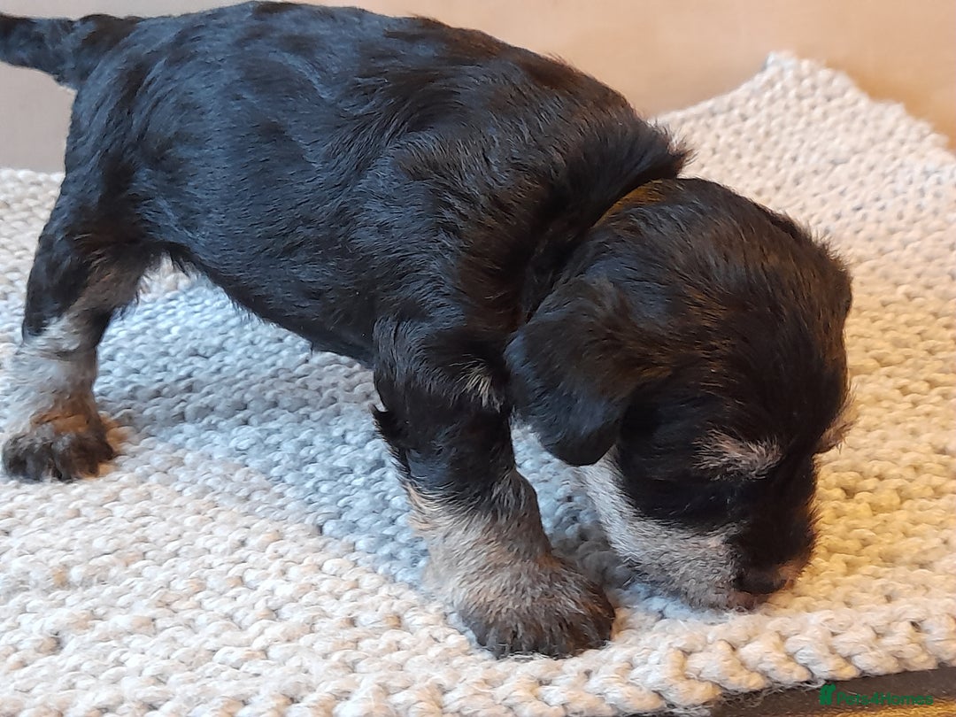 Miniature Schnauzer dogs for sale: Rockybobs Miniature Schnauzers  - Image 5