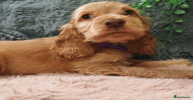 Cocker Spaniel dogs - Advert 12