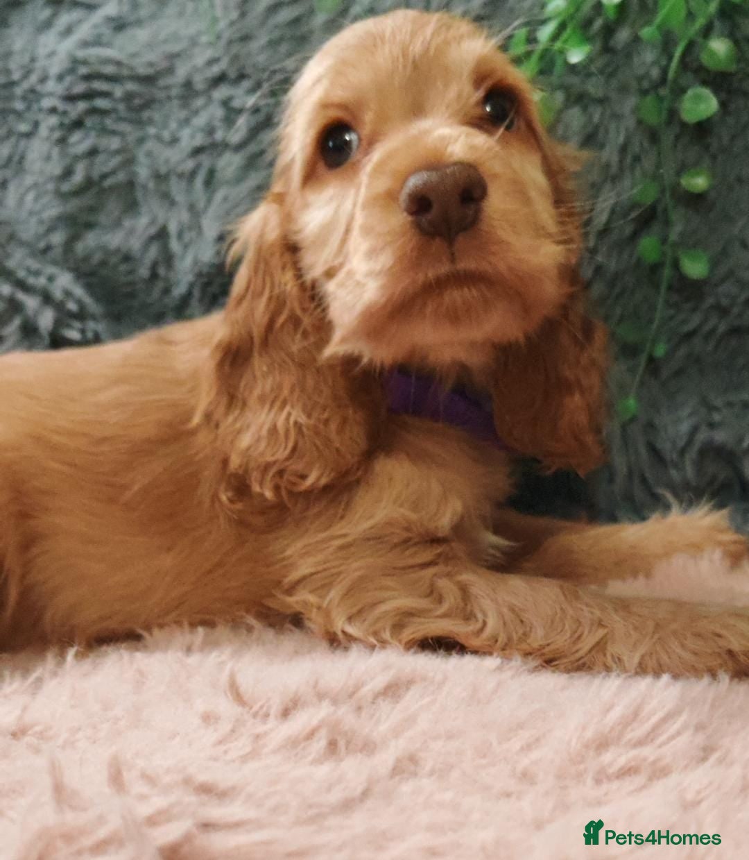 Cocker Spaniel dogs for sale: 🔥LAST TWO BOYS LEFT!🔥 KC SHOW COCKER SPANIEL  - Image 3