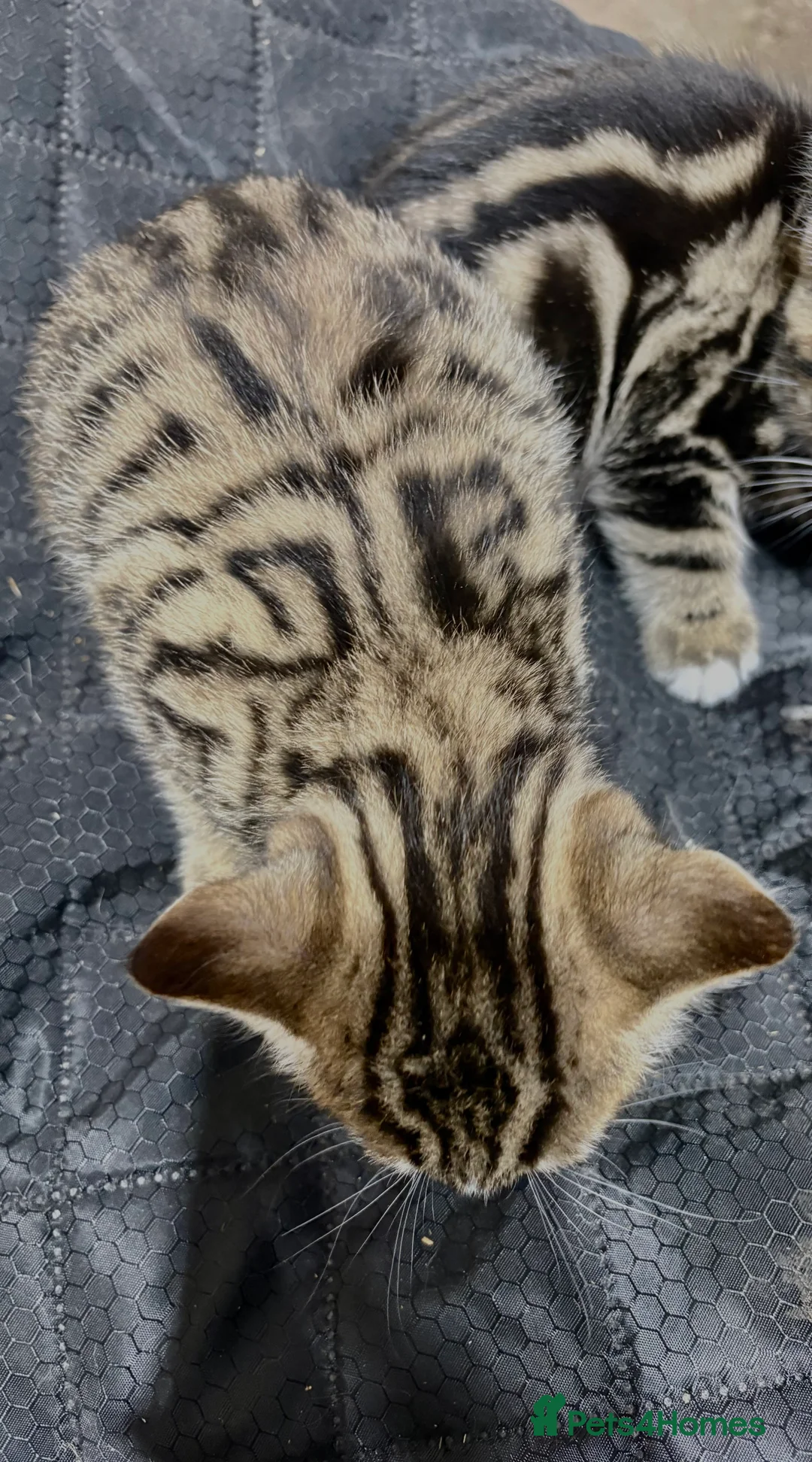 Siberian cats for sale: Gorgeous Part Siberian kittens  - Advert 12
