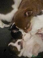 Chihuahua dogs - Advert 14